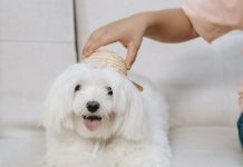 寵物用藥新制爆反彈 衛福部表態:支持701項人藥續供動物用!
