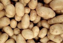 開放美國發芽、腐敗馬鈴薯? 食藥署澄清:發現就整顆丟棄